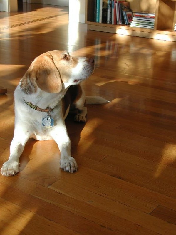 A doggie on a sunlit floor, photo by Andrew Lynch